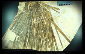 Palm 
	Leaf Fossil